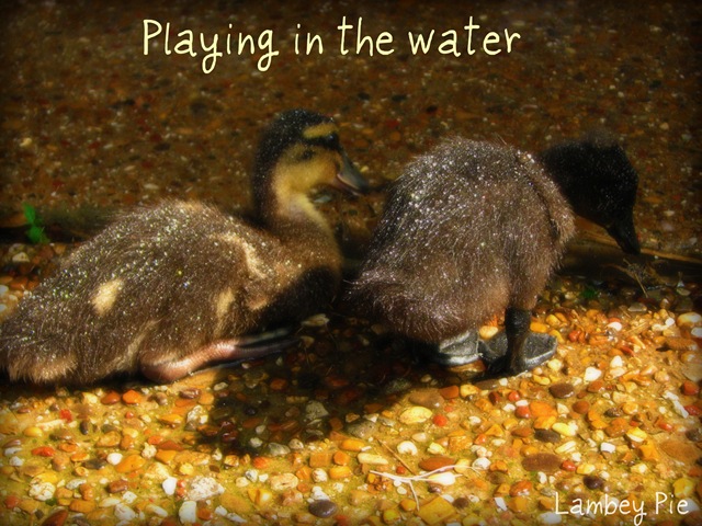 [ducks playing in the water wm.jpeg[4].jpg]